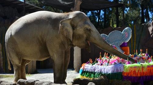 Zoológico prepara la celebración del cumpleaños de "Trompita"