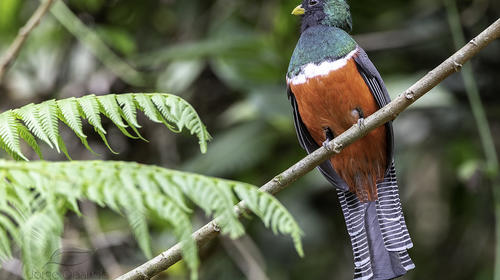 El ave pariente del Quetzal que fue rescatada en una casa