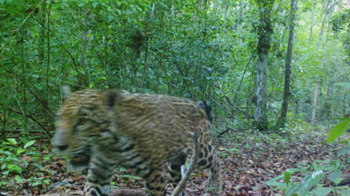 Cámara graba el paseo de un jaguar en selva de Petén 