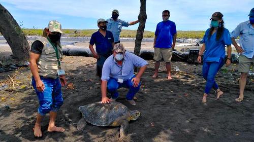 Liberan a tortuga negra del Pacífico herida por una lancha