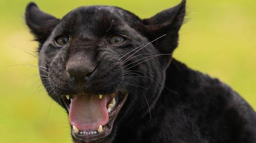 Onix, el jaguar melánico del zoo, ya creció y así luce su pelaje