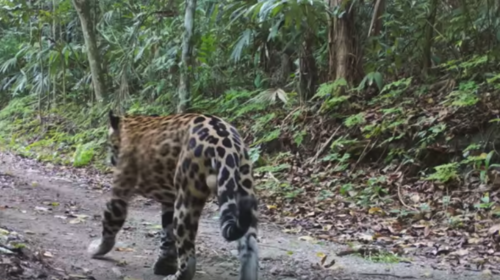 Video: los pumas y el jaguar captados en la selva de Petén