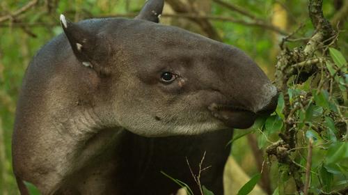 Video: Captan a tapir en pleno almuerzo en Petén 