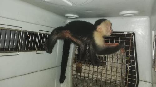 Monos capuchino que treparon a casas y árboles en San Cristóbal