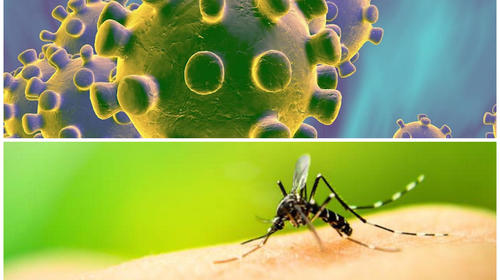 ¿Cómo diferenciar los síntomas del Covid-19 y del dengue?