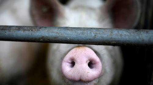 ¿Qué se sabe de la gripe porcina que podría ser pandemia?