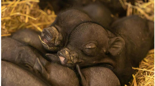 Nuevos integrantes: "Mini pigs" nacen en el Zoológico La Aurora