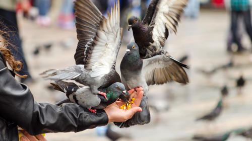 Alimentan palomas en parque cerrado de Quetzaltenango