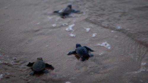 Piden apoyo para salvar tortugas marinas durante cuarentena