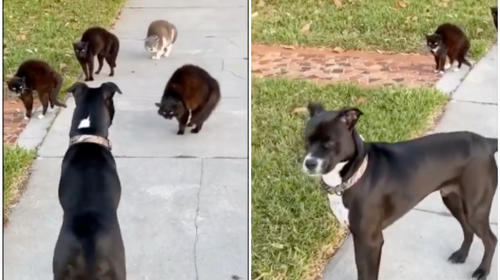 Un perro quería "hacer amigos", pero fue agredido por unos gatos