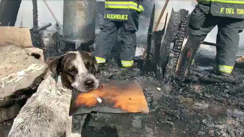 Perro llora al ver su hogar destruido por un incendio en México