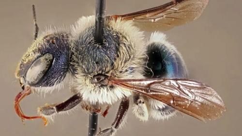 Reaparece "abeja azul metálico" que se creía extinta 