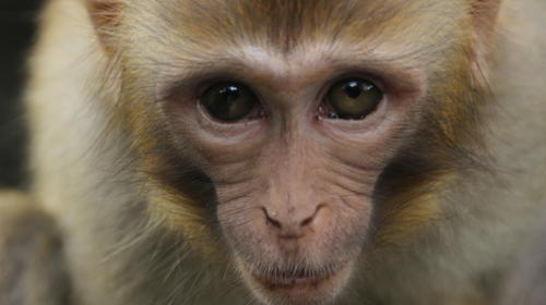 Monos vacunados o infectados desarrollan inmunidad a Covid-19