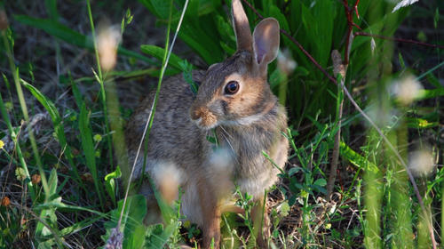 Virus mortal amenaza a conejos silvestres en EE.UU.