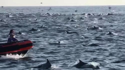 Video: captan a una súper manada de delfines en California