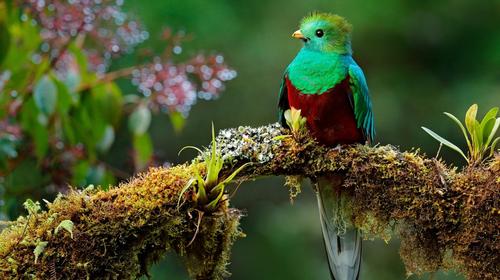 Captan pareja de quetzales en bosques de Esquipulas