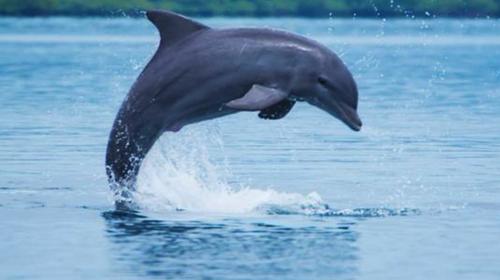 Captan en video a pareja de delfines en Punta de Manabique