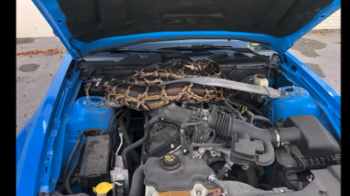 Encuentran una enorme serpiente pitón sobre el motor de un carro