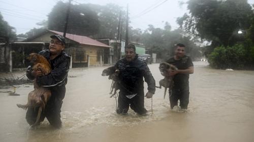Mascotas también son rescatadas de inundaciones en Izabal 