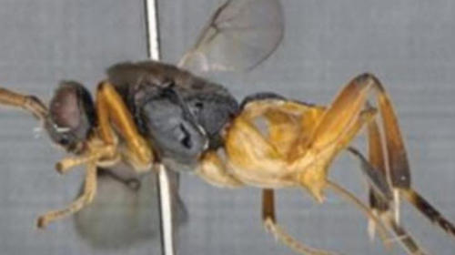 Llaman a nueva especie de insecto japonés "Avispa Godzilla"