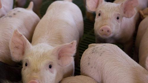 Detectan un nuevo brote de peste porcina africana en China 