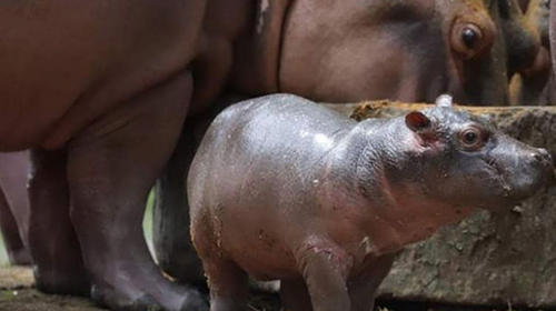 Elige el nombre del hipopótamo bebé del Autosafari Chapín