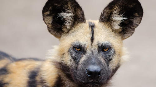Zoológico La Aurora presenta camada de cachorros de perro salvaje