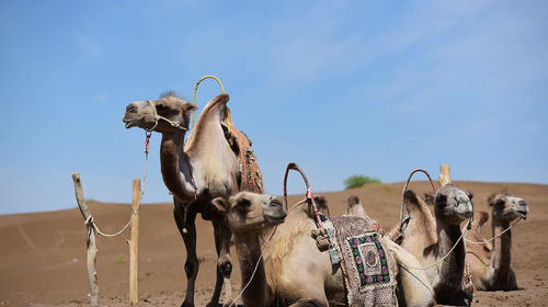 ¿Los camellos realmente guardan agua en sus jorobas?