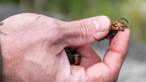 Eliminan primer nido de avispones gigantes encontrado en EE.UU.
