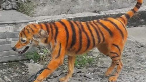 Malasia: Pintan a perro para que parezca un tigre