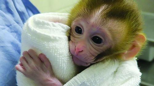 Alertan por "escasez de monos" tras usarlos en ensayos de Covid