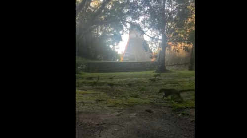El divertido video de los coatíes en el amanecer de Tikal