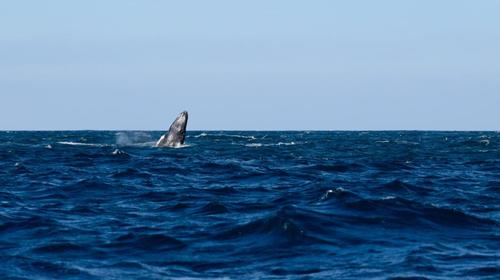 Captan ballenas en aguas del Pacífico (video)