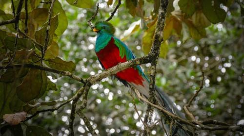 Baja Verapaz: Captan a pareja de quetzales en ingreso a biotopo