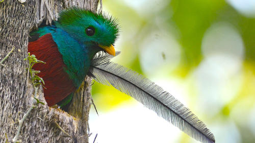 Captan a un quetzal en San Rafael Pie de la Cuesta (video)