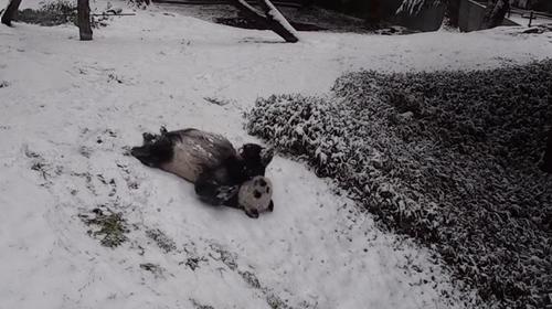 Enternecedor momento de oso panda jugando en la nieve 