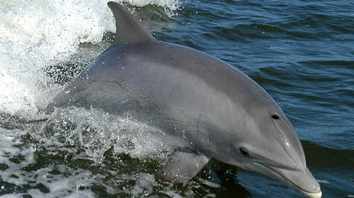 Encuentran cadáver de un delfín en playas de Ocós, San Marcos