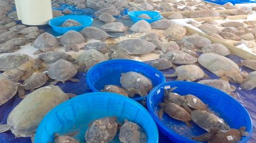Rescatan a miles de tortugas por el frío que azota Estados Unidos