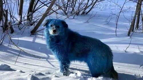 Perros de pelaje azul sorprenden a habitantes de una ciudad rusa
