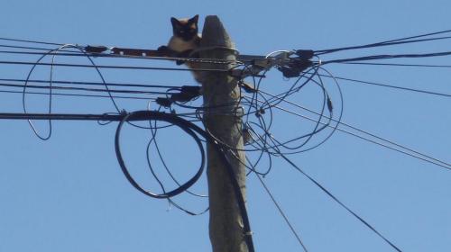 El insólito rescate de un gato que terminó con un final inesperado