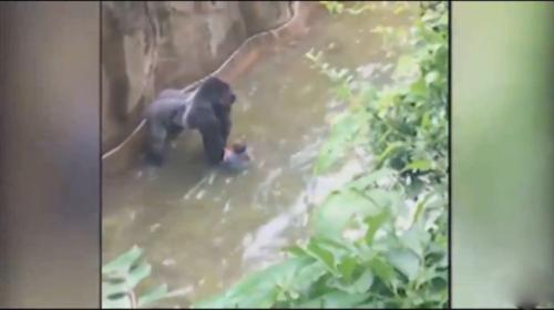 Video: Matan a gorila para salvar un niño que cayó en su recinto