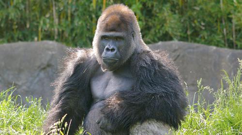 ¡Sorprendente! Dos gorilas pelean en zoológico frente a los visitantes