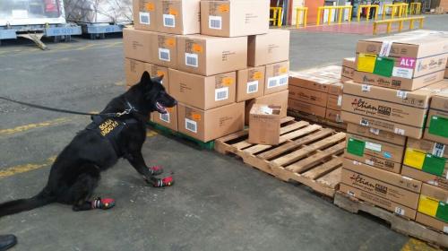Nero, el perro con zapatos que localizó droga en cajas de condimentos