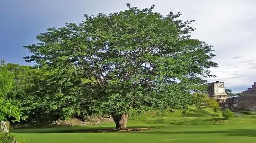 Hoy 22 de mayo celebramos el "Día del Árbol" en Guatemala