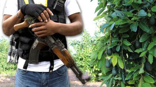 Auge en México de campos de aguacate para ocultar narcolaboratorios