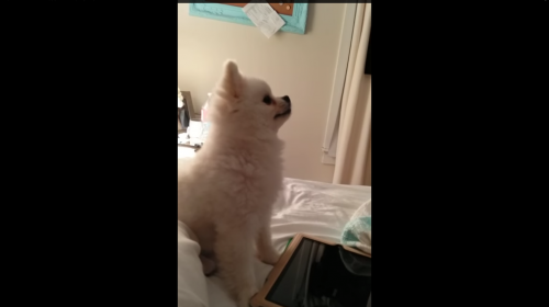 El tierno cachorro con el estornudo más extraño del mundo