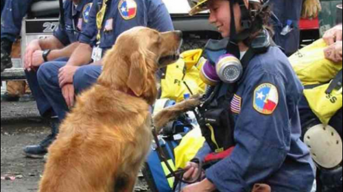 Despiden al último perro de rescate que ayudó en atentados del 11S