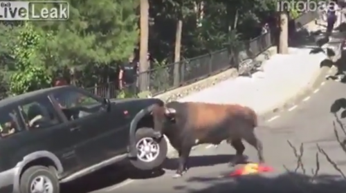 Un furioso toro embiste una camioneta con una familia adentro