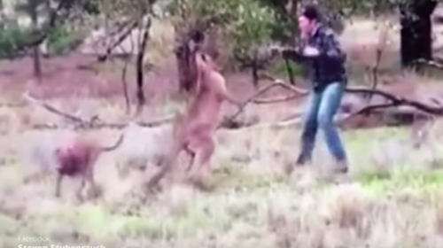 Por defender a su perro, un hombre pelea con un canguro