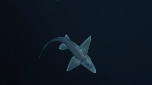 Graban a un tiburón más antiguo que los dinosaurios